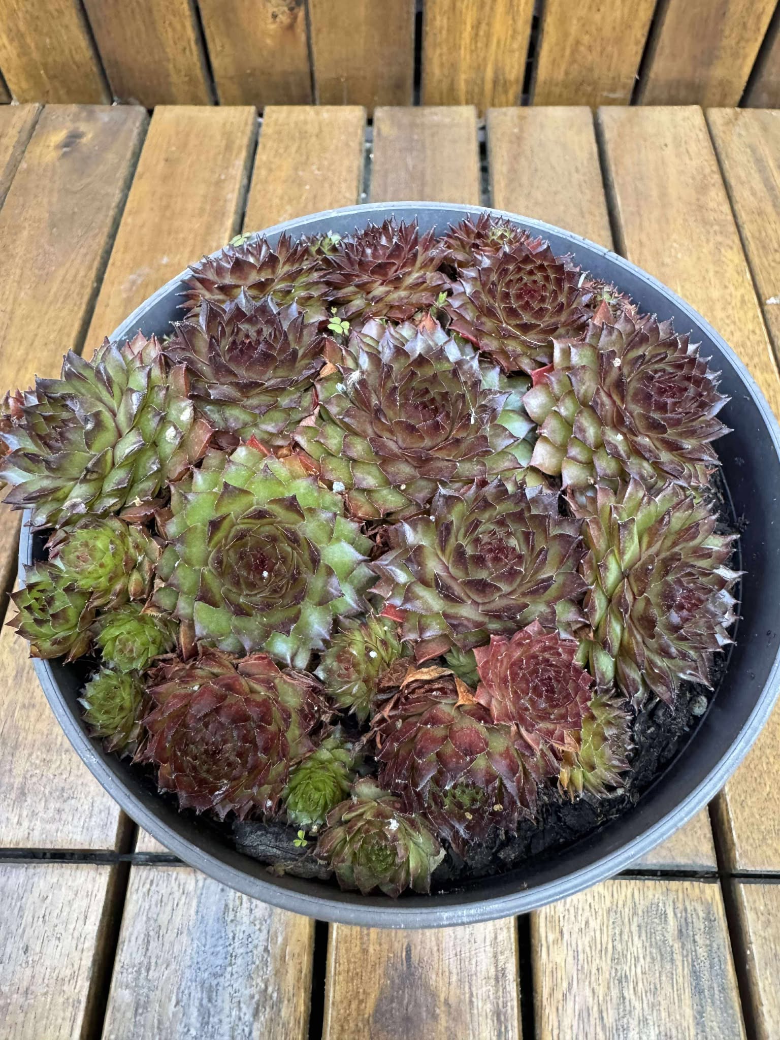 Sempervivum