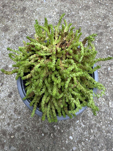 Sedum Acre