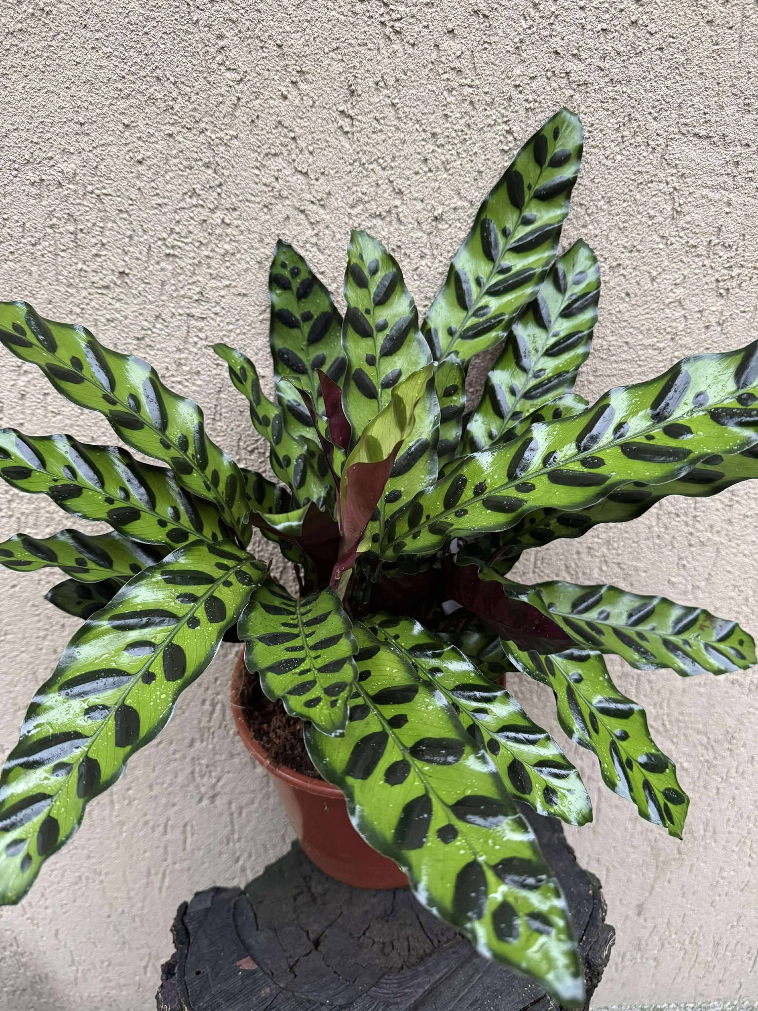 Calathea Lancifolia