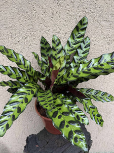 Calathea Lancifolia