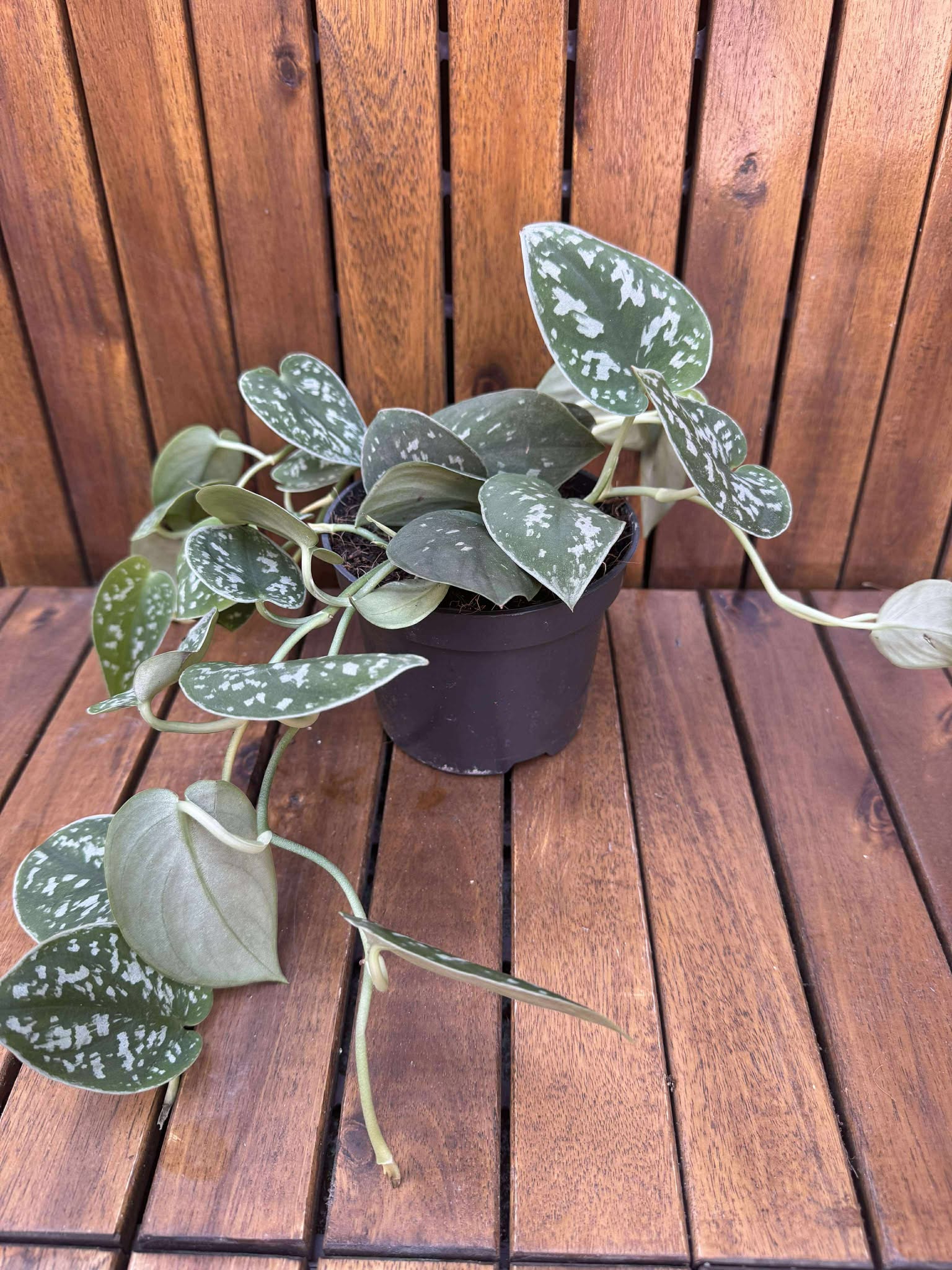 Scindapsus Trebbie