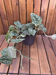 Scindapsus Trebbie