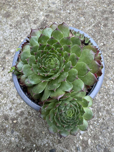 Sempervivum