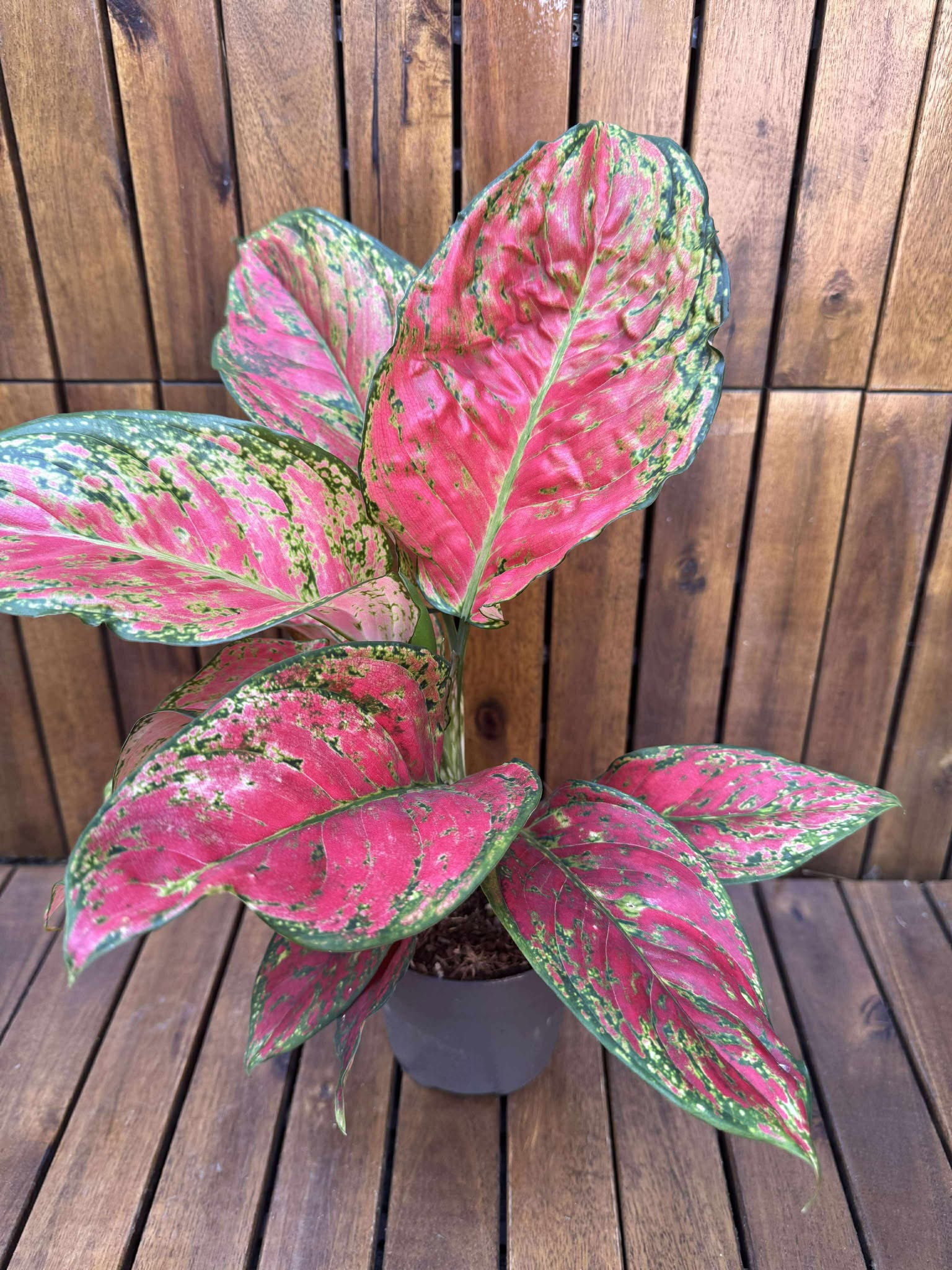 Aglaonema Red KIng