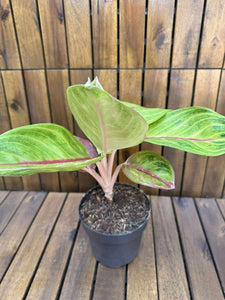 Aglaonema Golden Fluorite