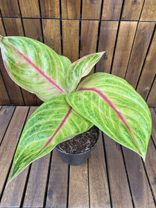 Aglaonema Golden Fluorite