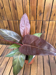 Philodendron McColley's Finale