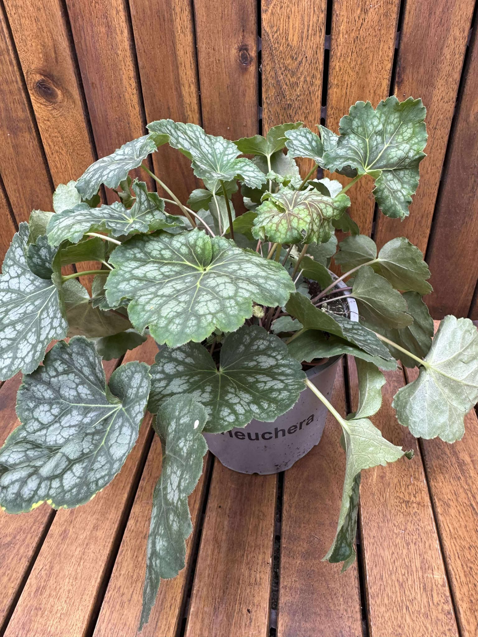 Heuchera Peppermint