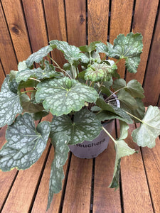 Heuchera Peppermint