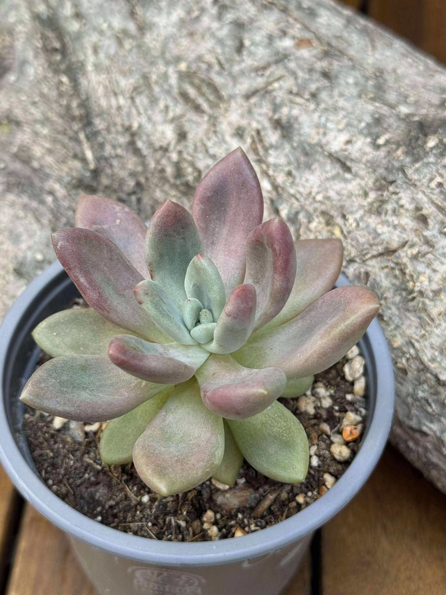 Echeveria Pink Donna