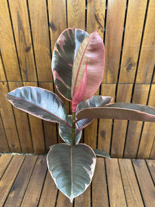 Ficus Ruby D12