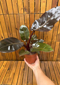 Philodendron Black Cardinal