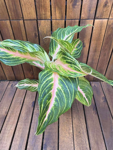 Aglaonema Eyecatcher