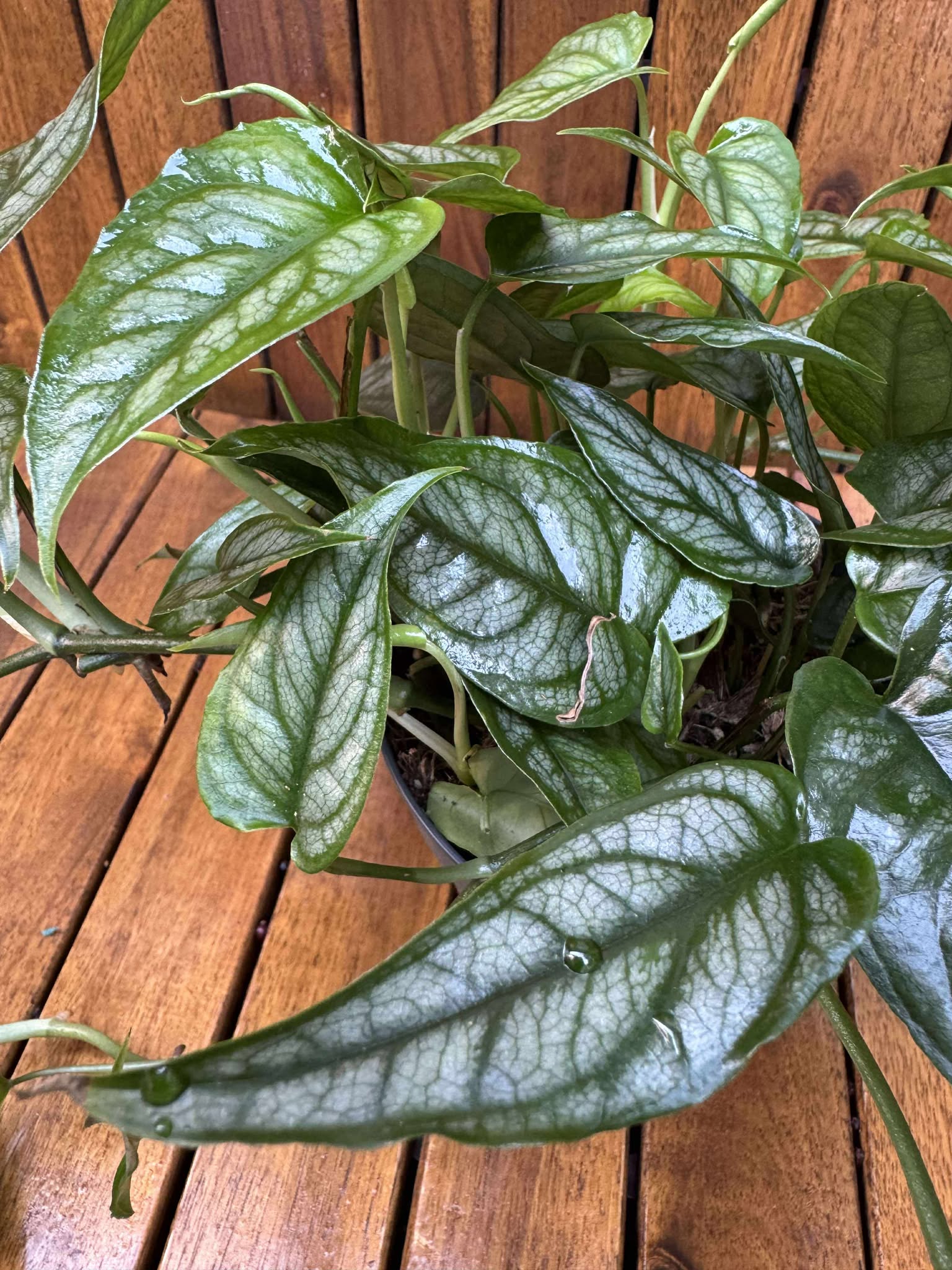 Monstera Siltpecana