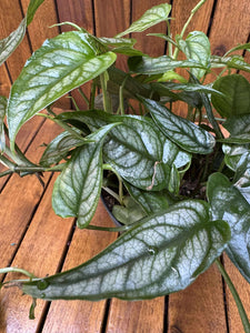 Monstera Siltpecana