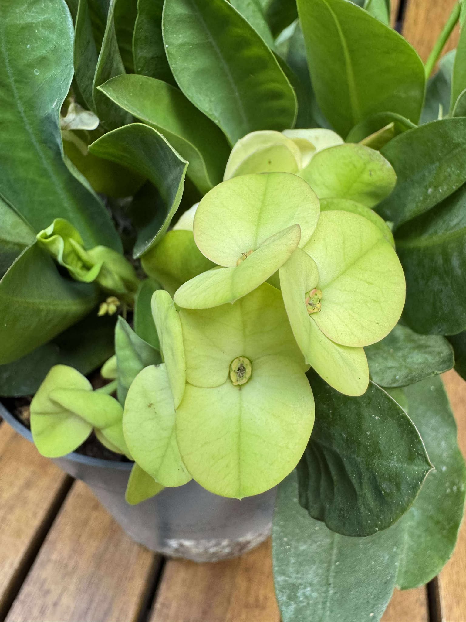 Euphorbia Milli (fara flori)
