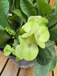 Euphorbia Milli (fara flori)