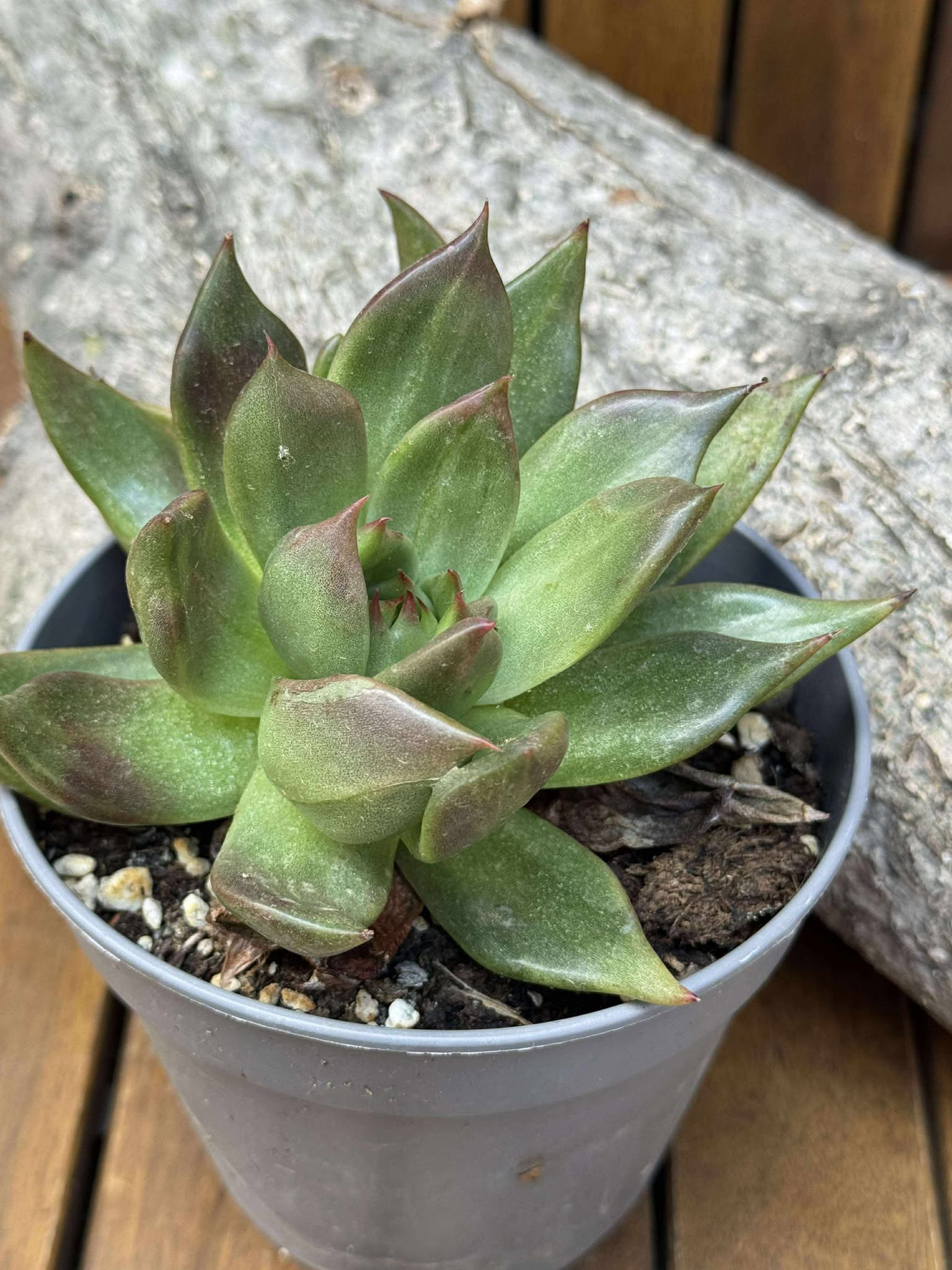 Echeveria