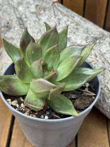Echeveria