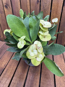 Euphorbia Milli (fara flori)