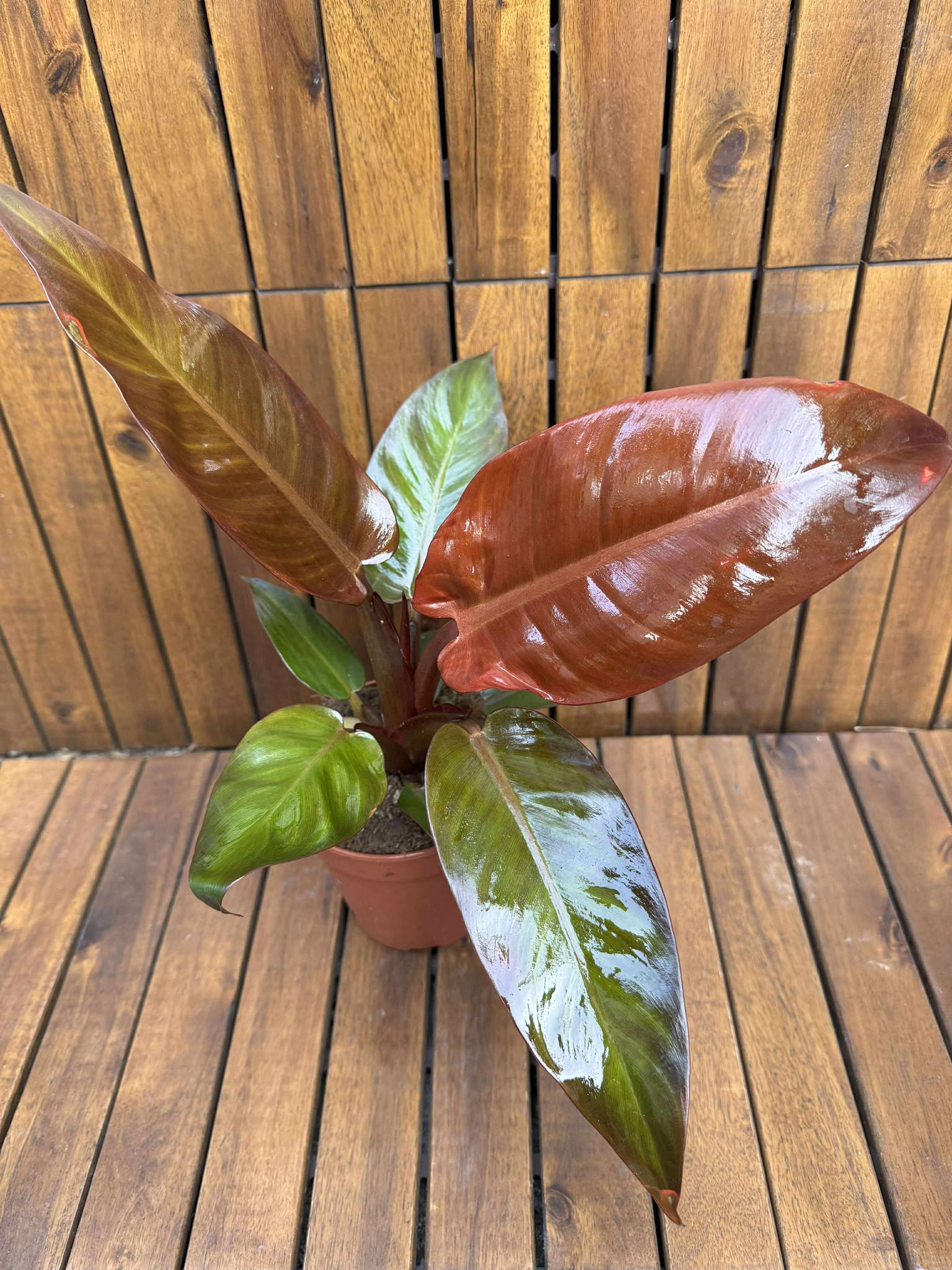 Philodendron McColley's Finale