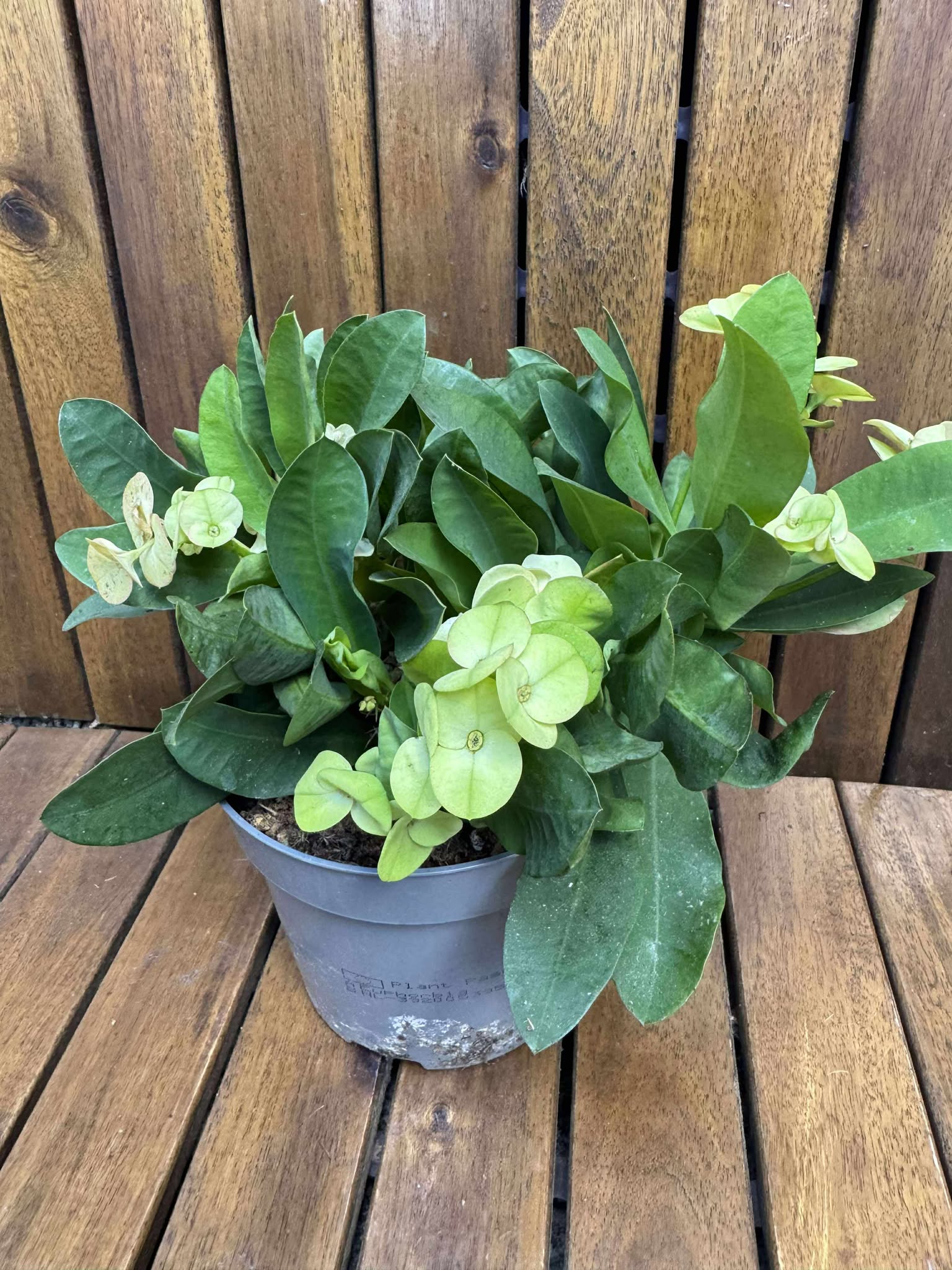 Euphorbia Milli (fara flori)