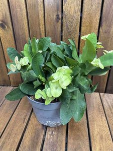 Euphorbia Milli (fara flori)