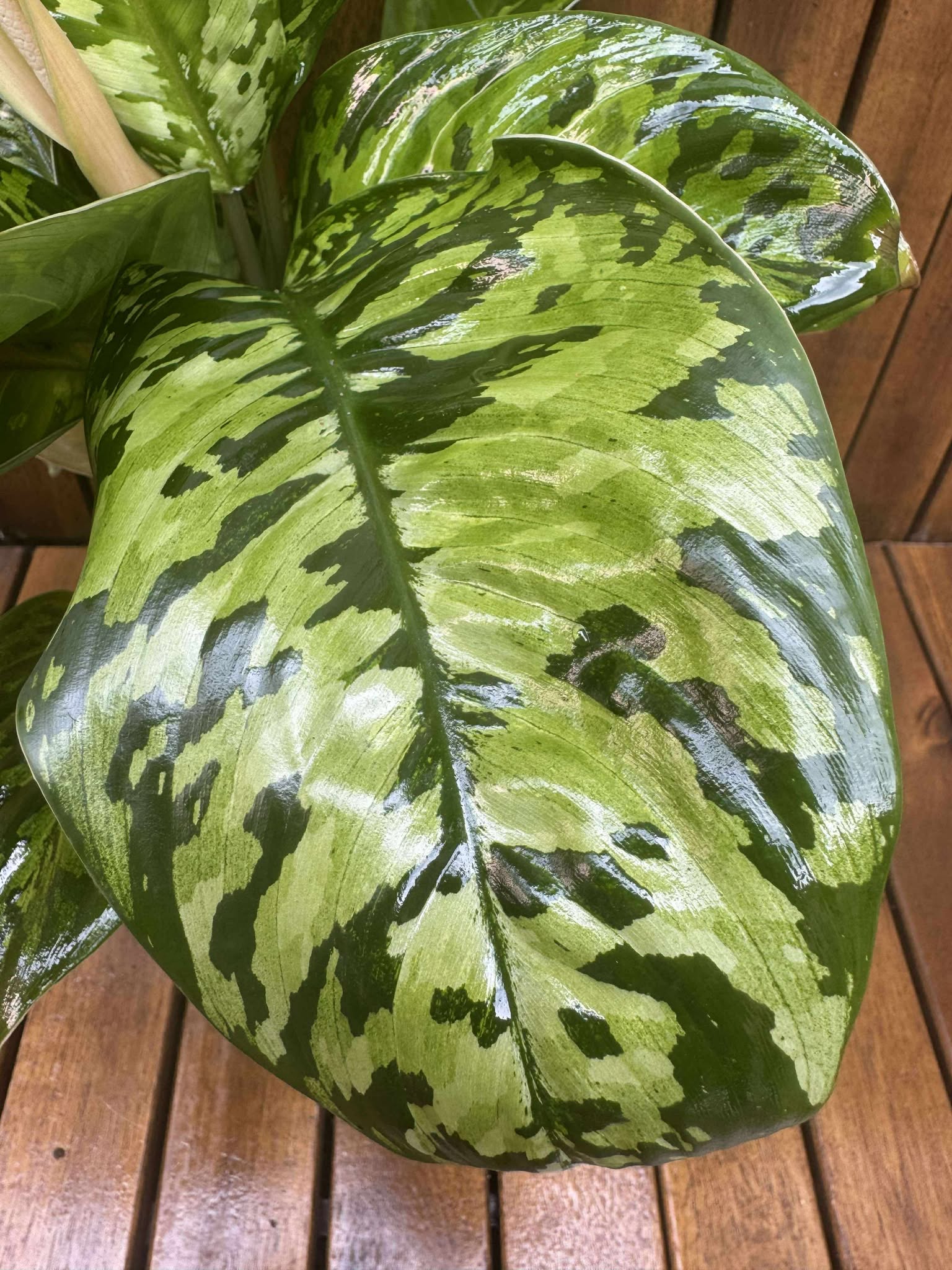 Homalomena Camouflage