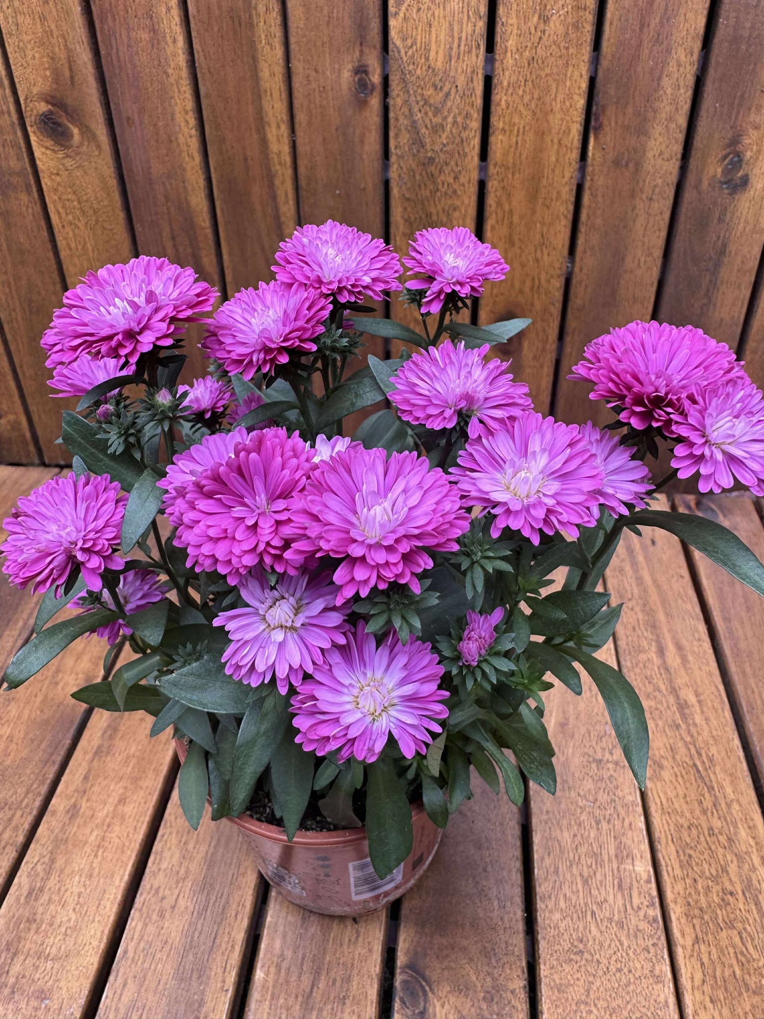 Aster Double Pink