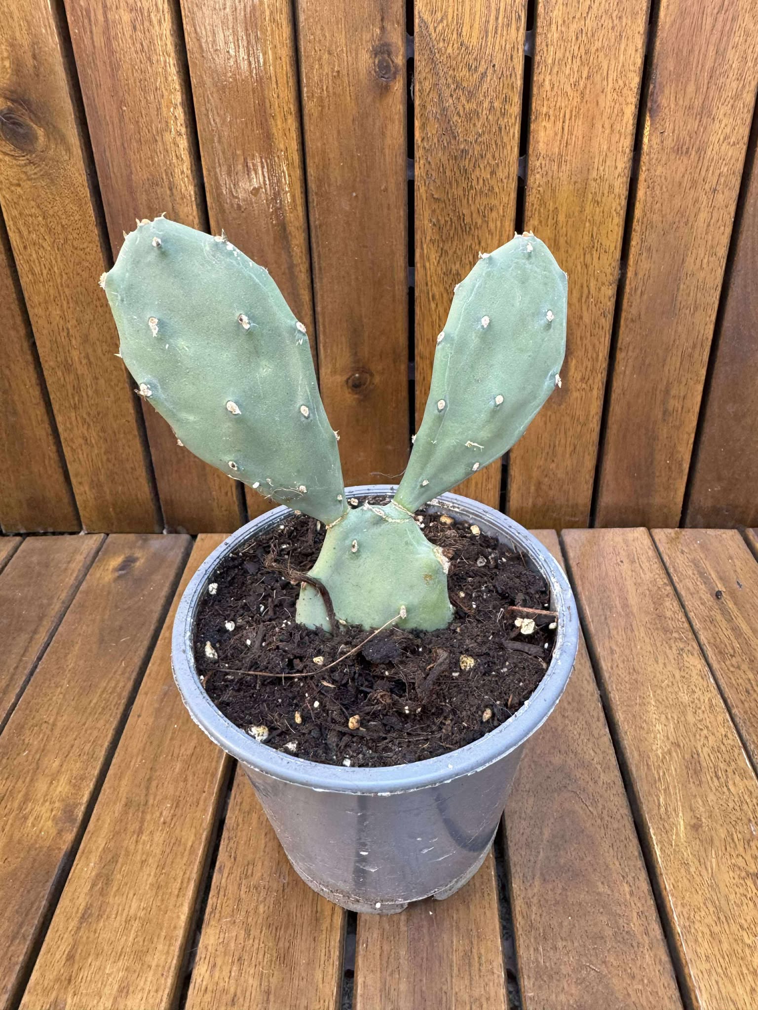 Opuntia Indica