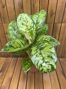 Homalomena Camouflage