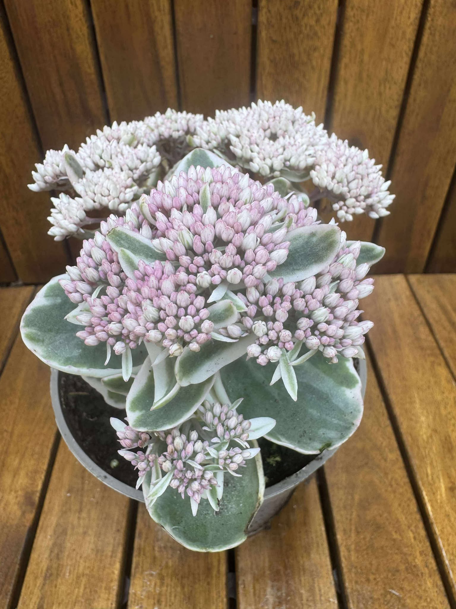 Sedum Telehium Vie En Rose