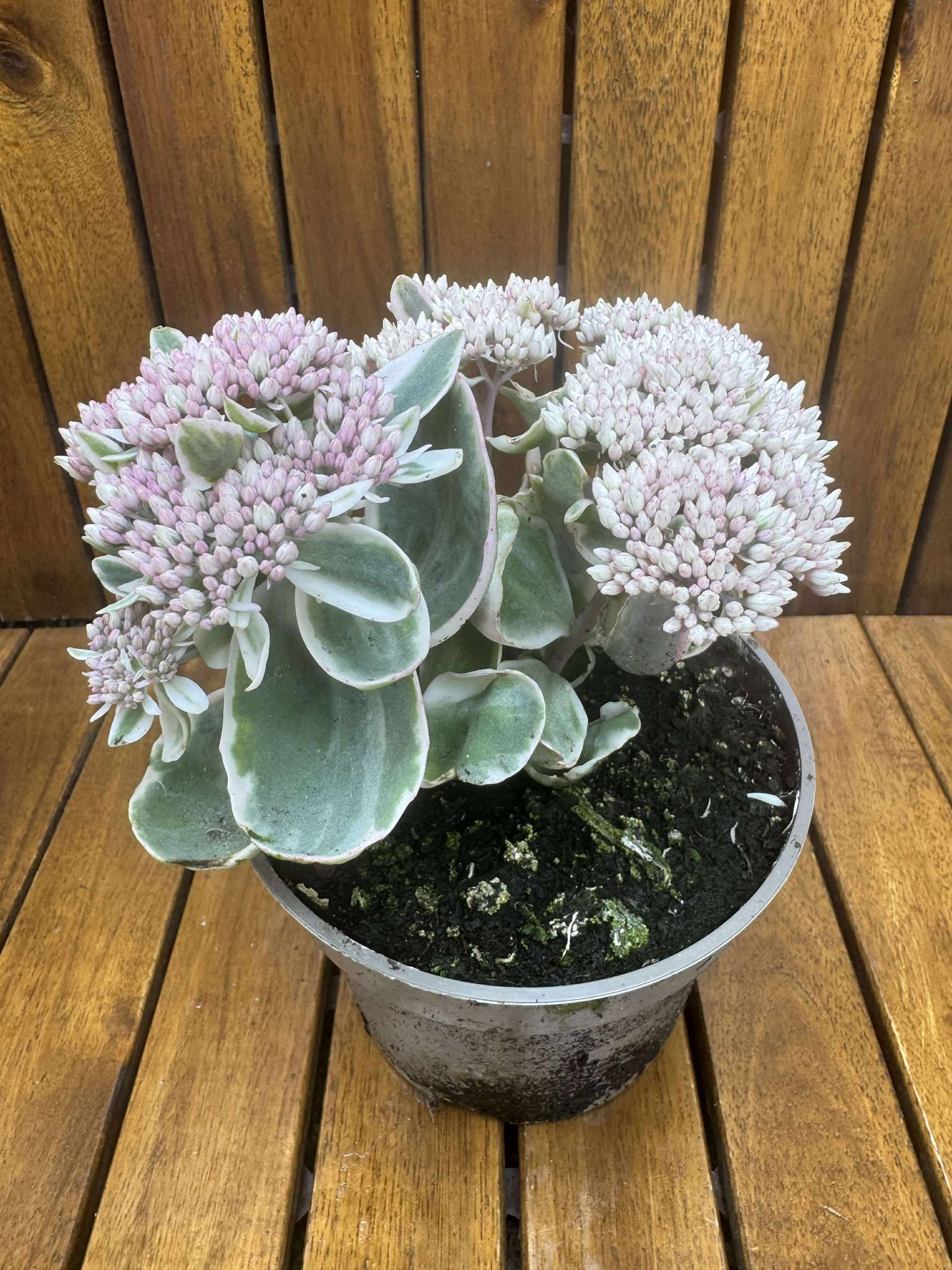 Sedum Telehium Vie En Rose