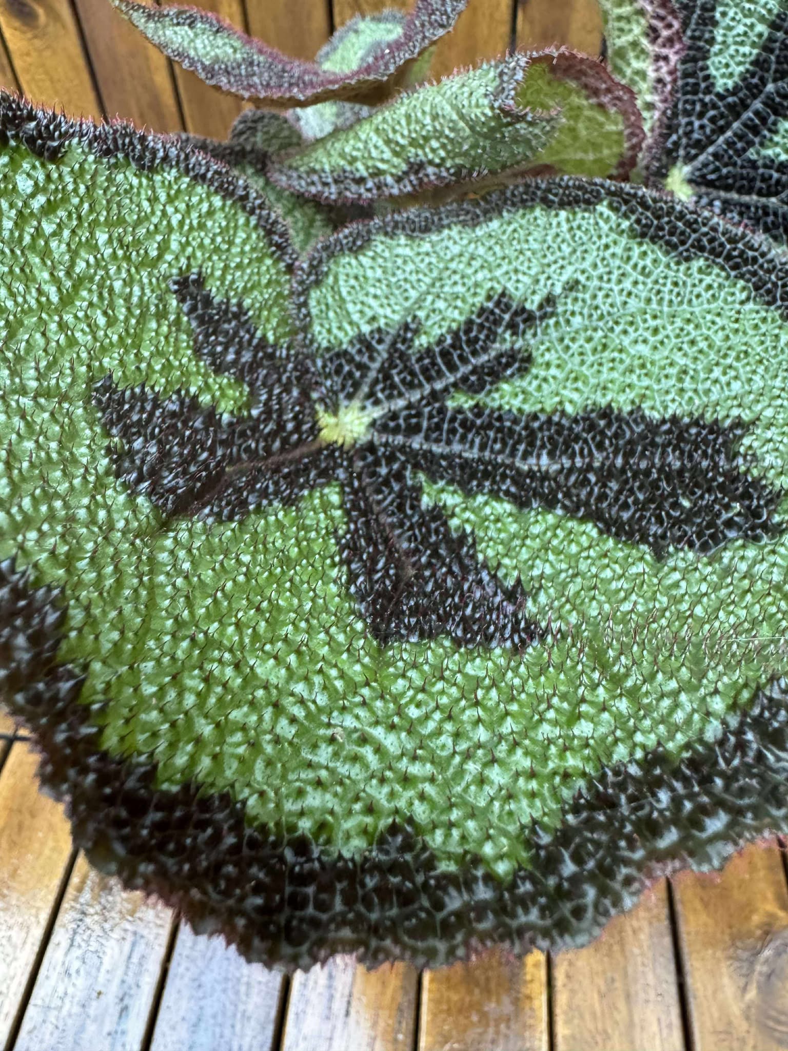 Begonia Masoniana