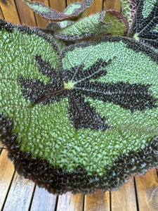 Begonia Masoniana
