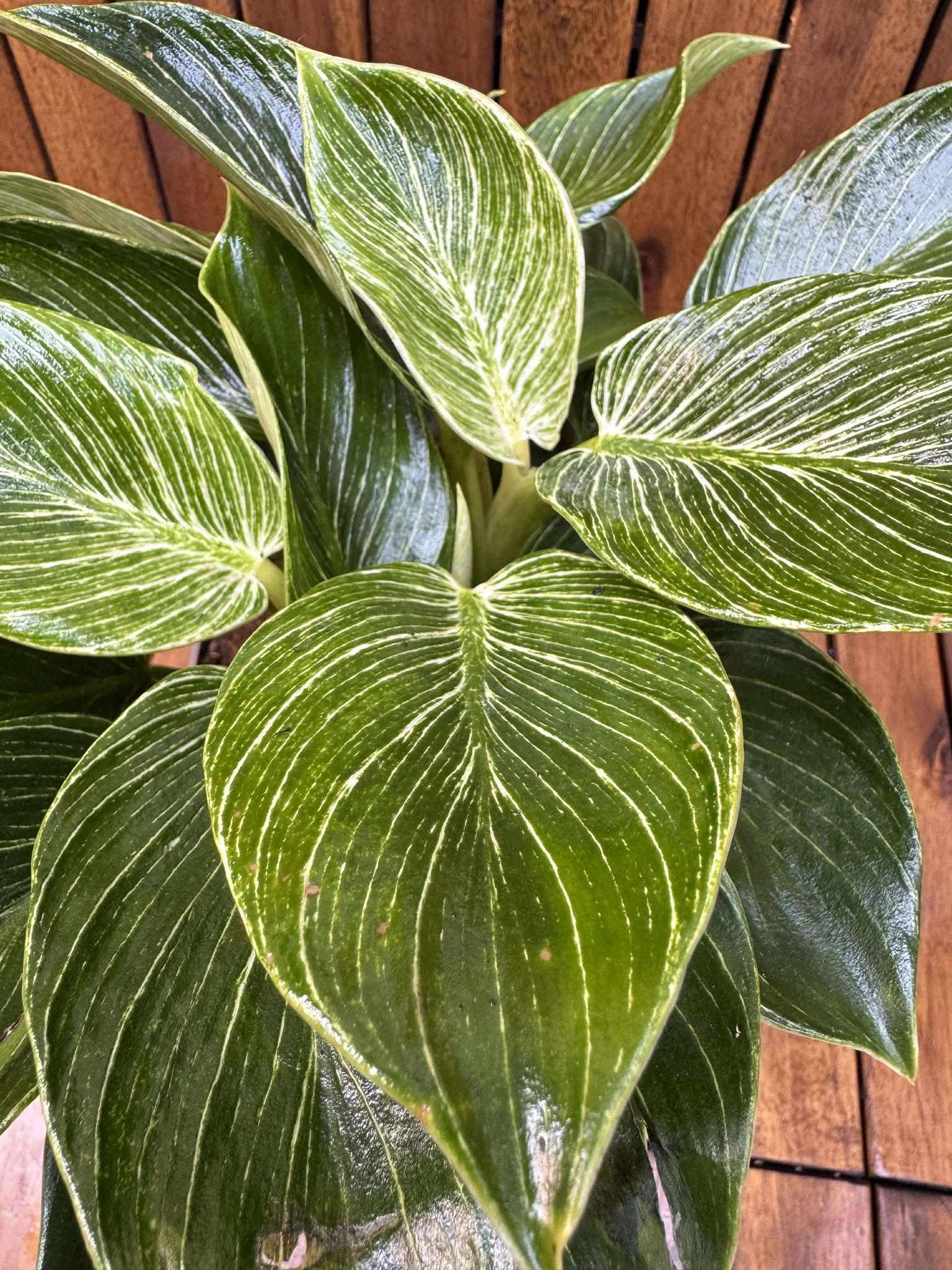Philodendron Birkin