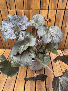 Heuchera Palace Purple