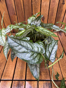 Monstera Siltpecana