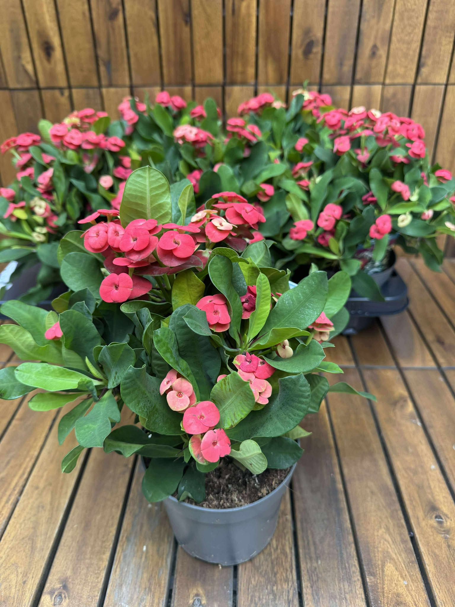 Euphorbia Milli Vulcanus