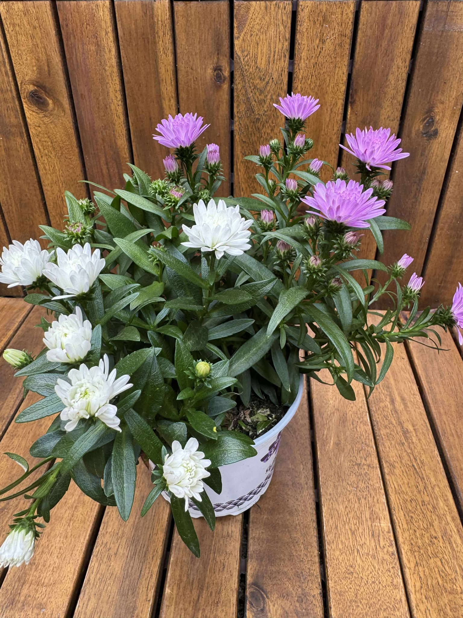 Aster Duo Mix