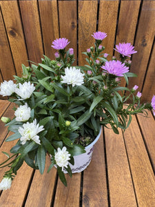Aster Duo Mix