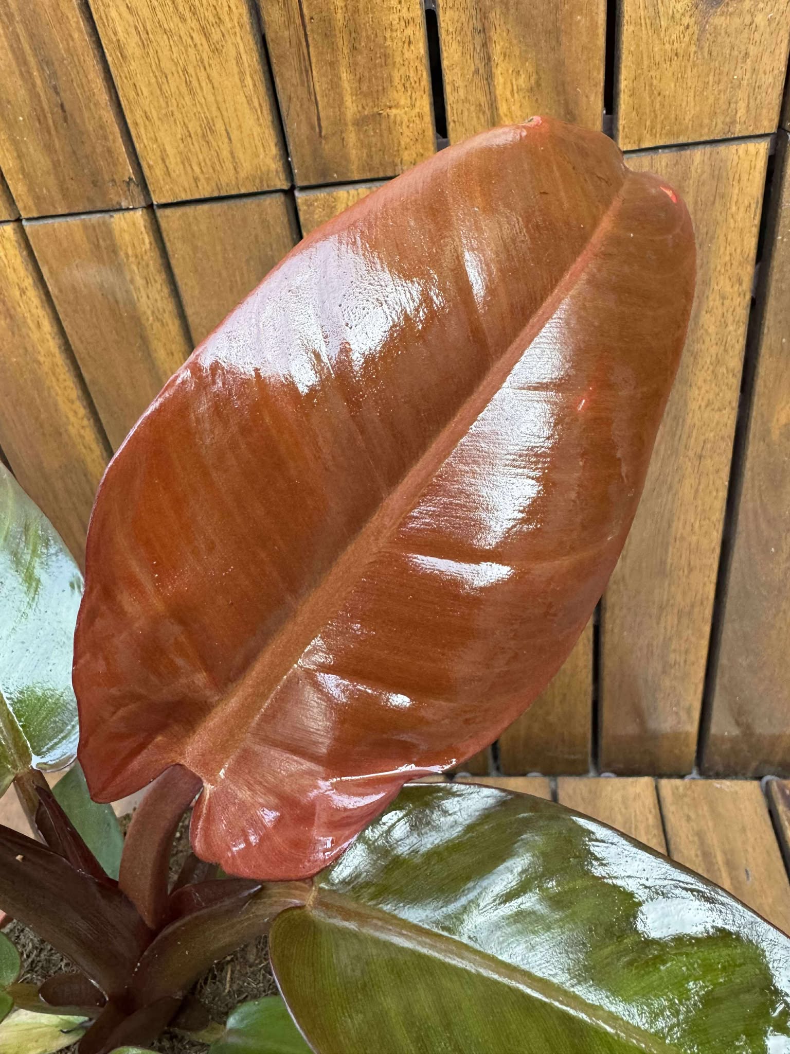 Philodendron McColley's Finale