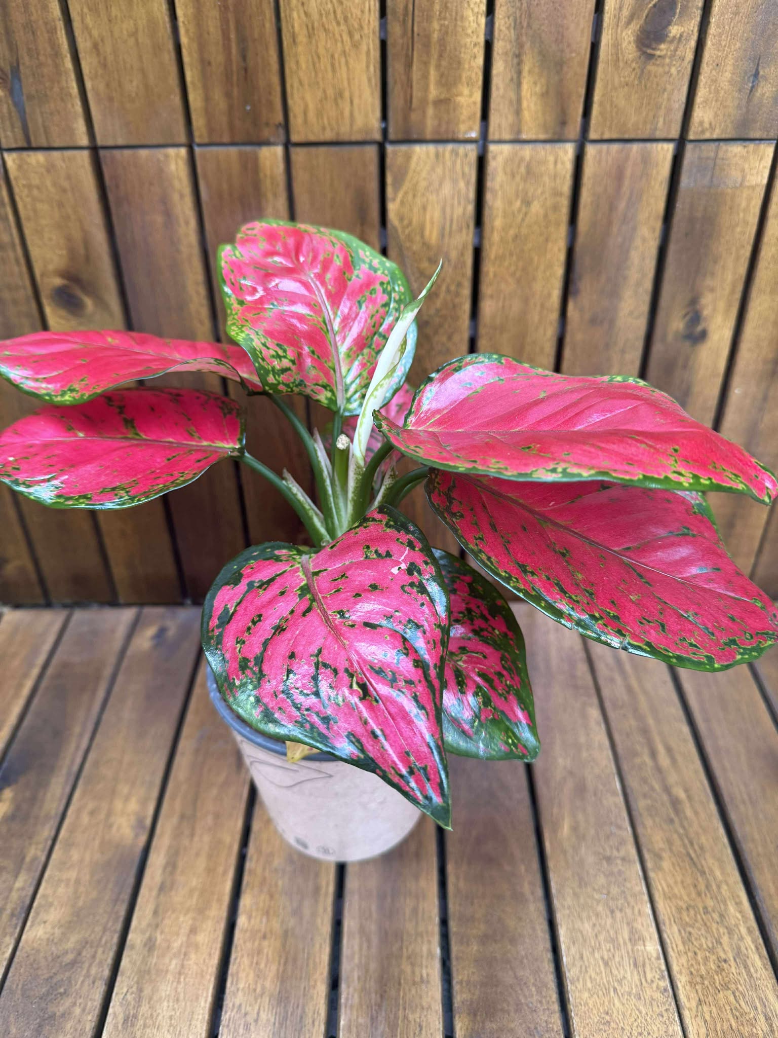 Aglaonema China Red