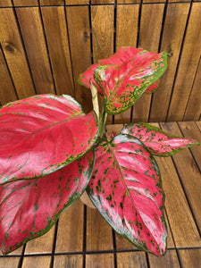 Aglaonema China Red
