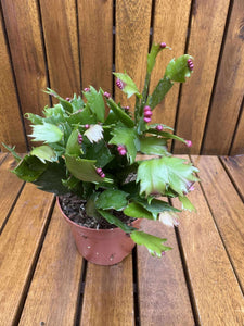 Schlumbergera/Cactusul Craciunului, roz-siclam