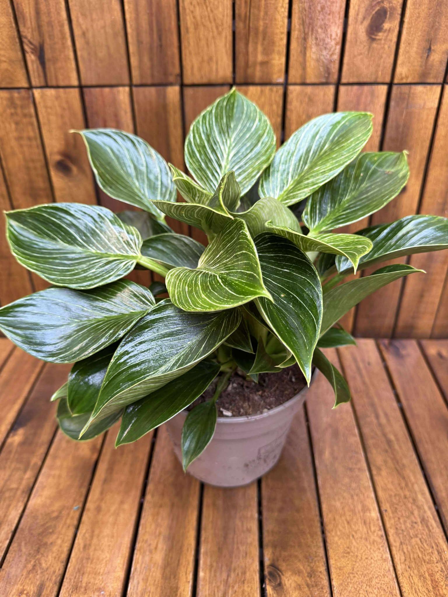 Philodendron Birkin