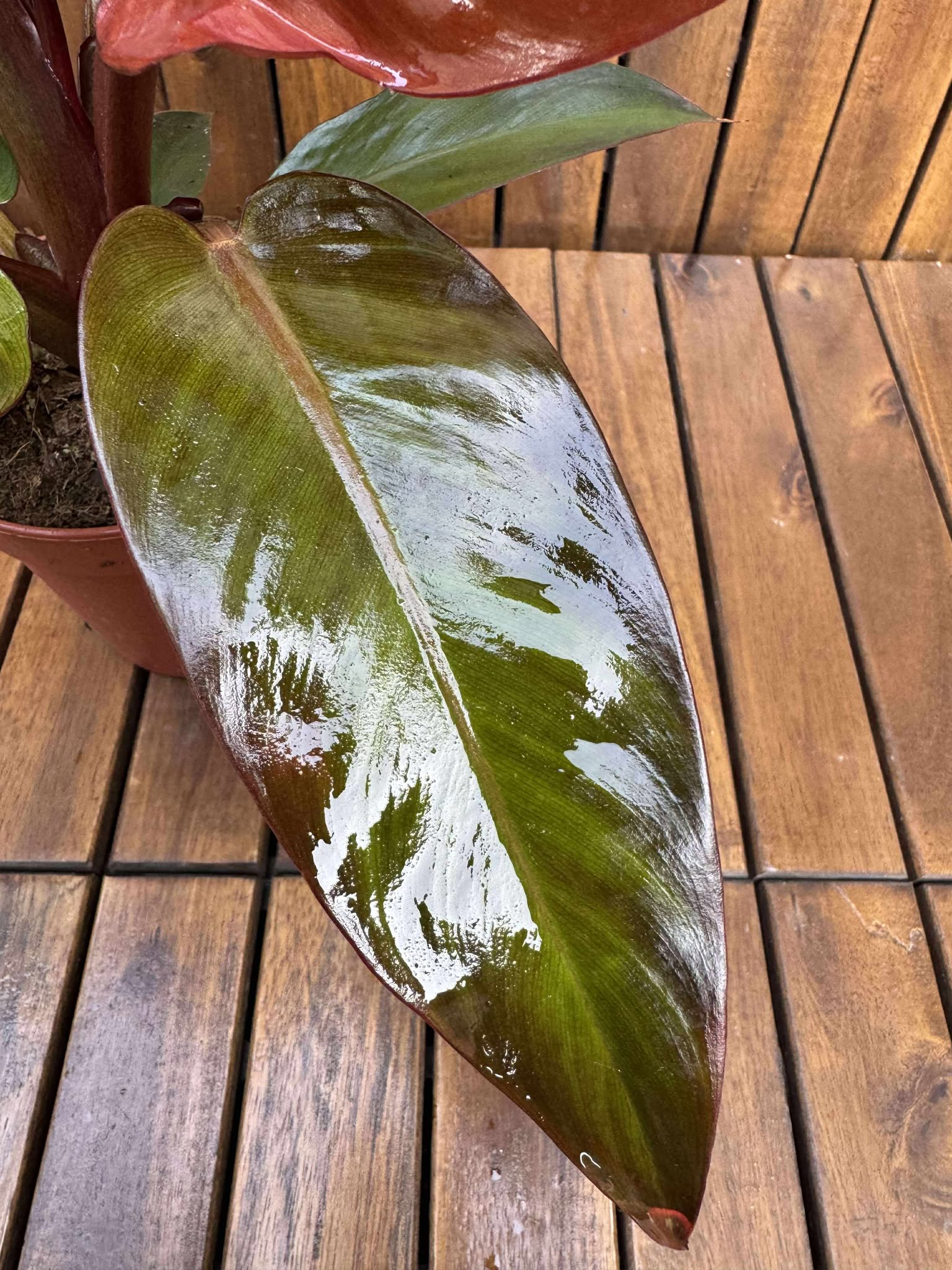 Philodendron McColley's Finale