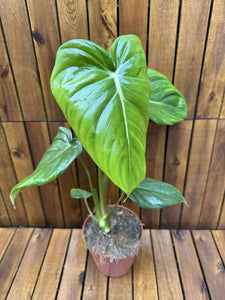 Philodendron Pastazanum