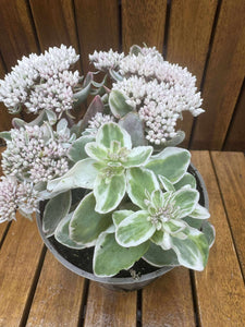 Sedum Telehium Vie En Rose