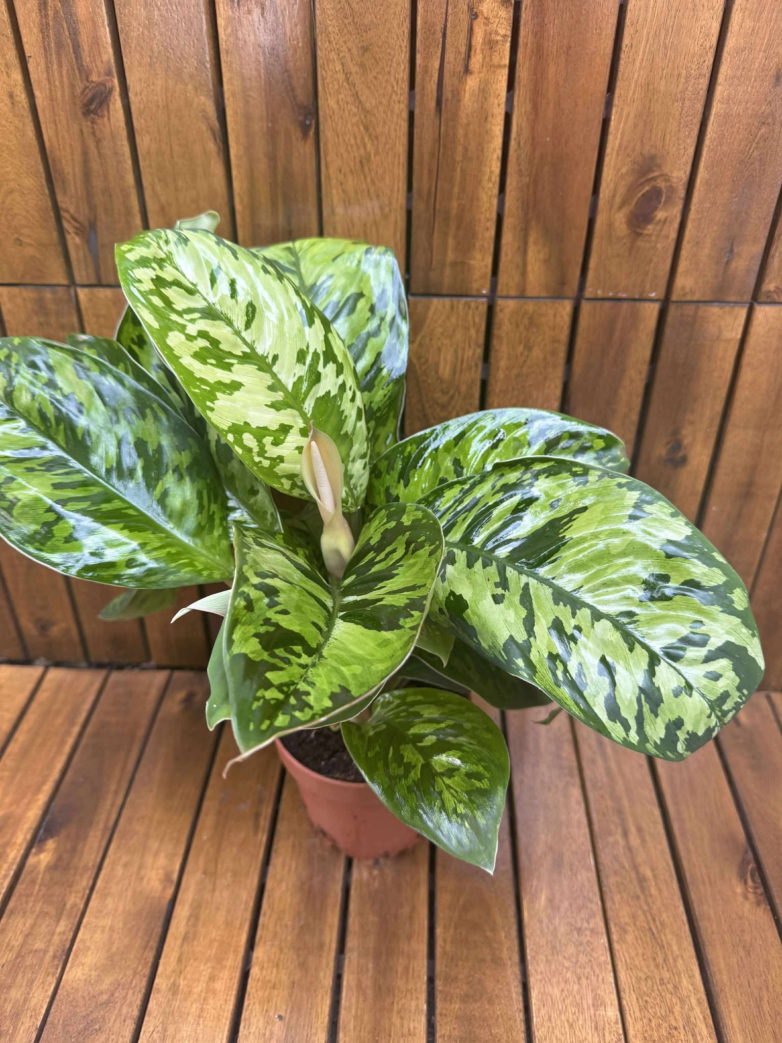 Homalomena Camouflage